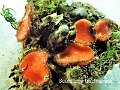 Scutellinia trechispora-amf103